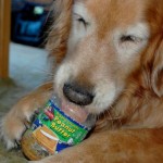 pbdog